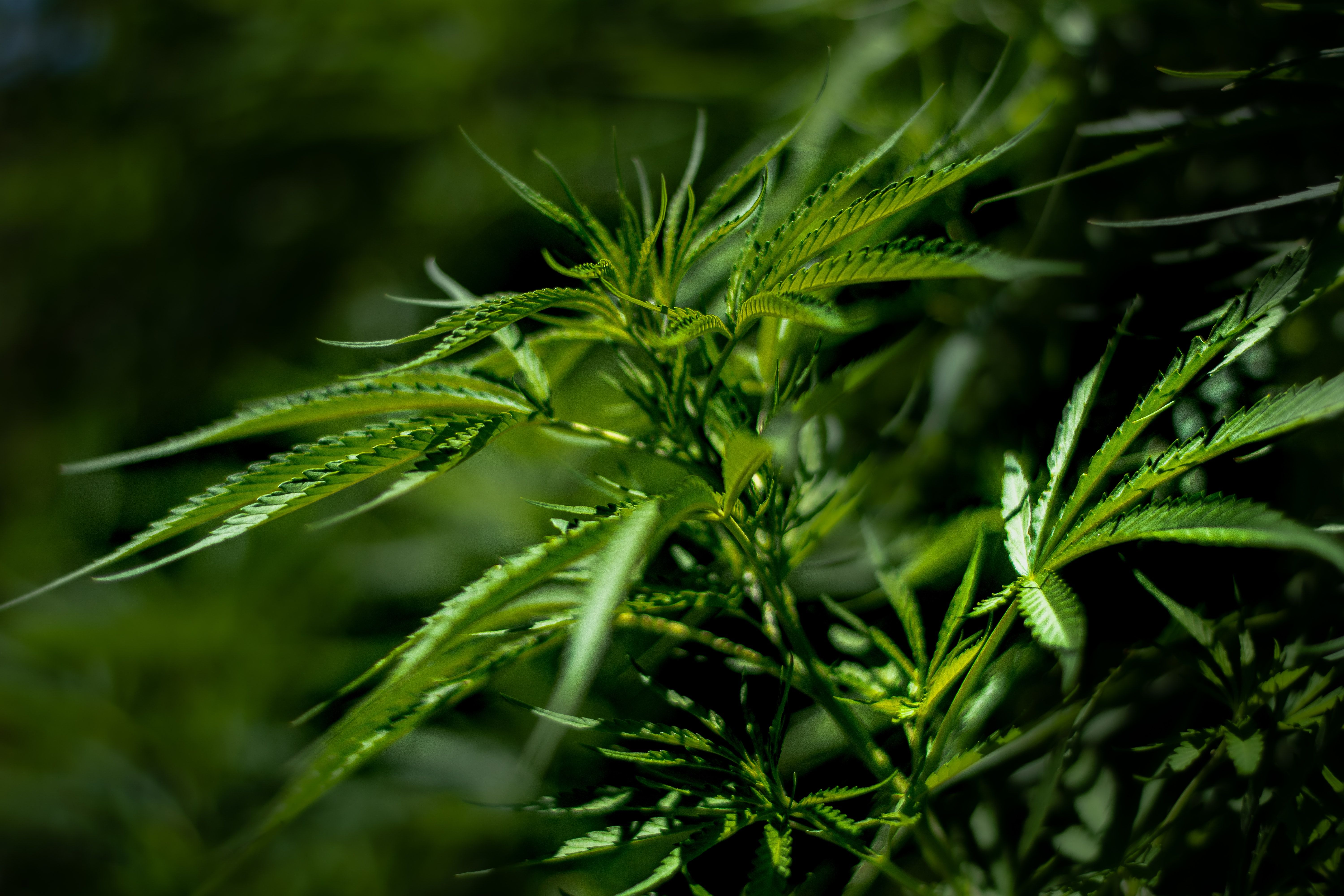 Cannabisregulierung
