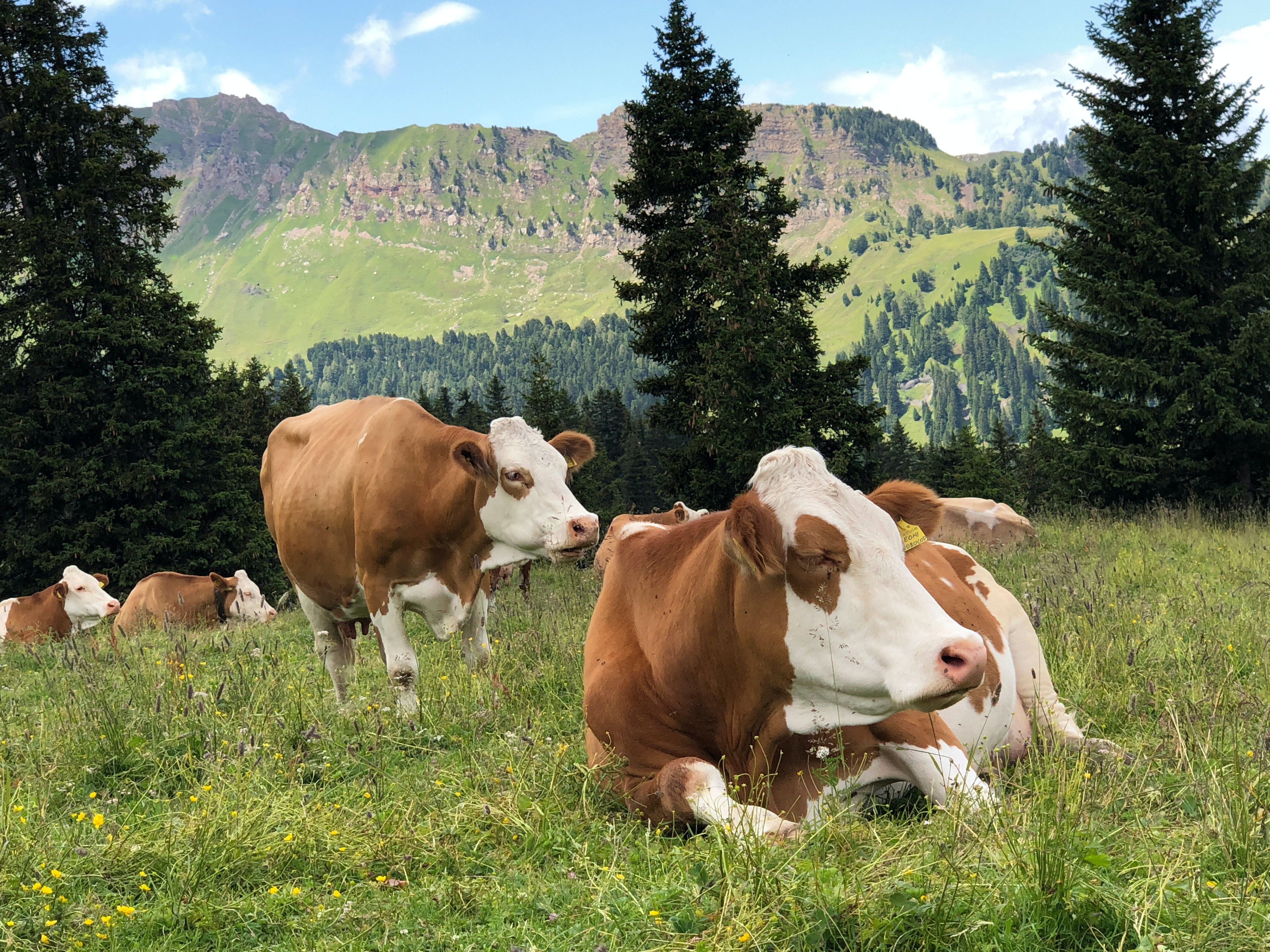 Tierschutz